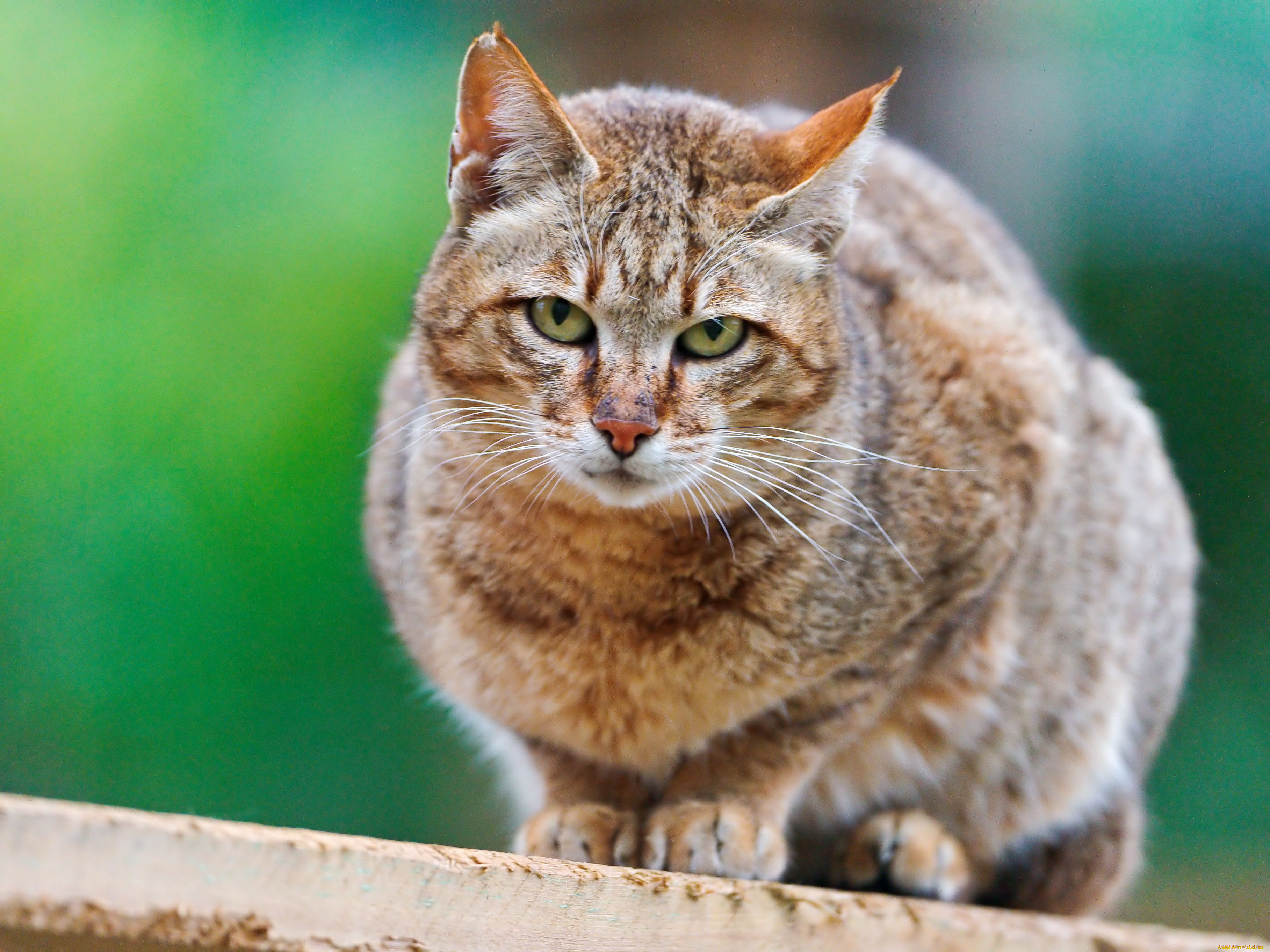 Натуральная кошка. Кошка. Кошки jpg. Австрийская кошка. Апеннинская кошка.